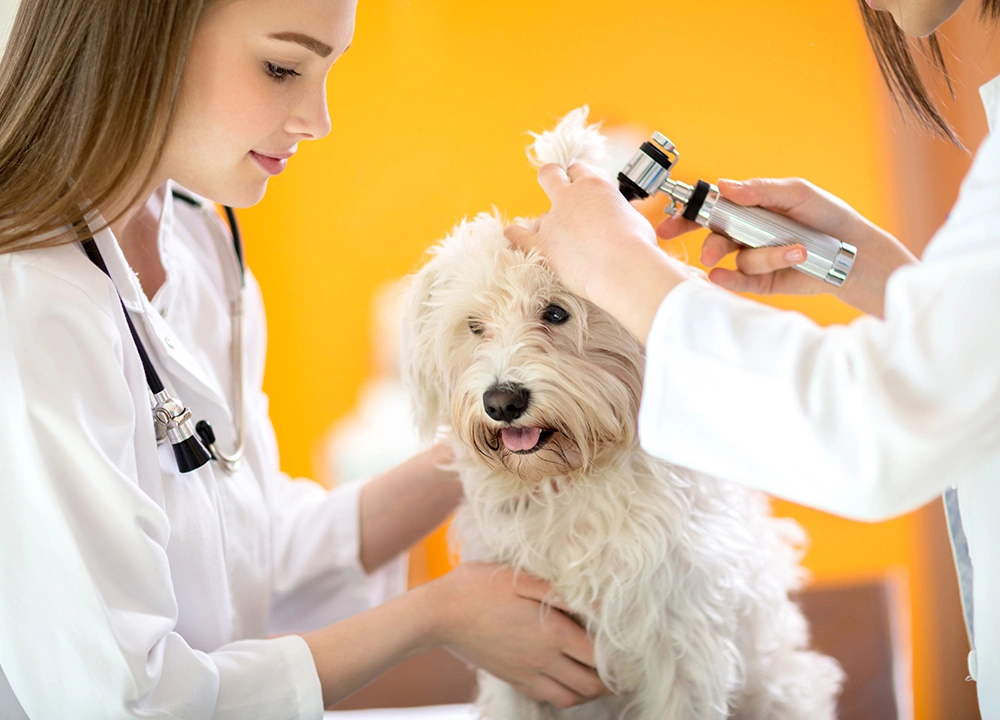 Pets and Pet Care (15)